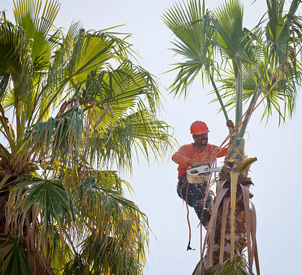 Atwood, TN Tree Care Services Company